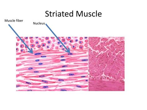 PPT - Striated Muscle PowerPoint Presentation, free download - ID:2513807