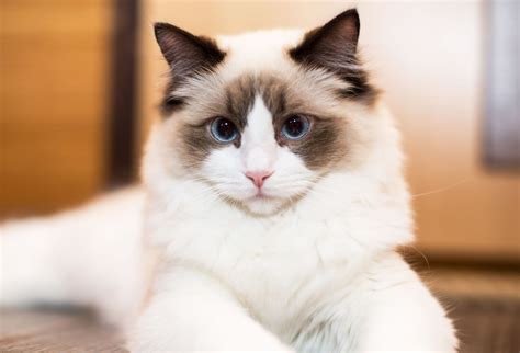 The Ragdoll Cat Breed: Personality, Care & More | Modern Cat