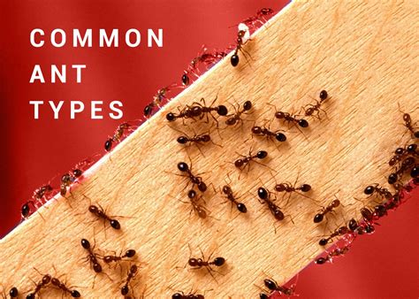 Common Ant Types - Dodson Pest Control