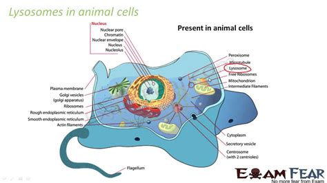 Biology Fundamental Unit of Life part 10 Golgi apparatus, Lysosomes ...