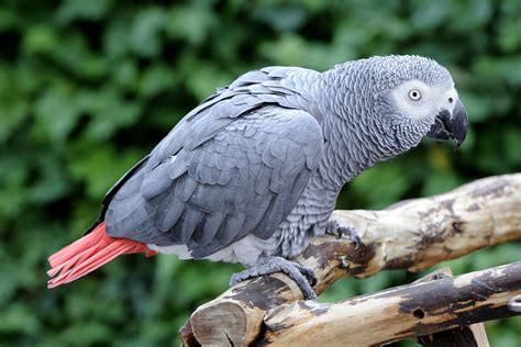 African Grey Parrot | The Maryland Zoo