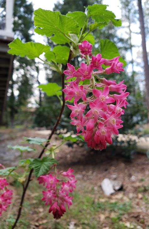 Plant red flowering currant for beauty, birds, & pollinators