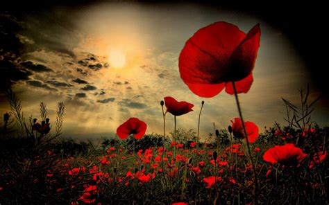 Armistice Day 2019: Poppies, commemorations and why the act of ...