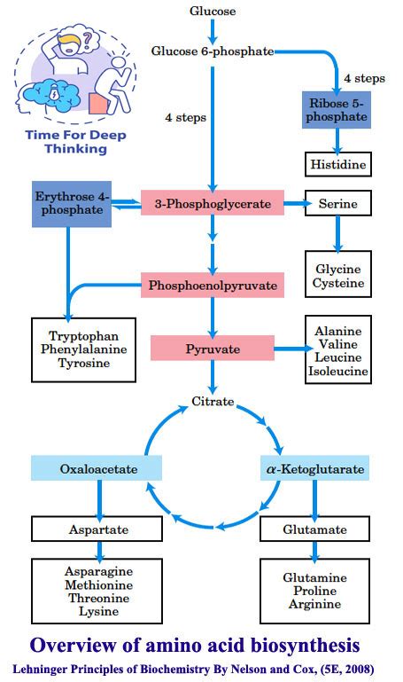 MCQs on amino acid biosynthesis - Biotech MCQ