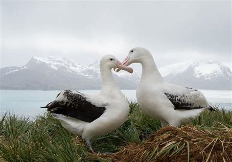 Albatross Bird Facts | Diomedeidae | AZ Animals