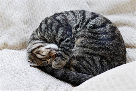 What Cat Sleeping Positions Really Mean — Curled up, Bread Loaf and ...