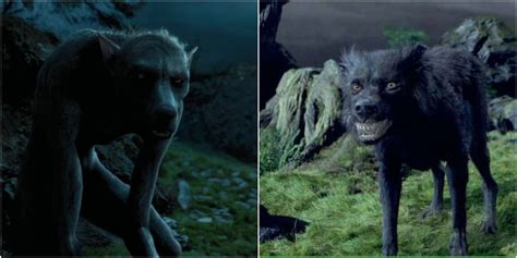 Harry Potter: What Is The Difference Between An Animagus And A Werewolf?