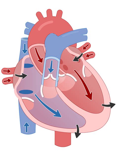 Cardiac Cycle (Lesson) – Human Bio Media