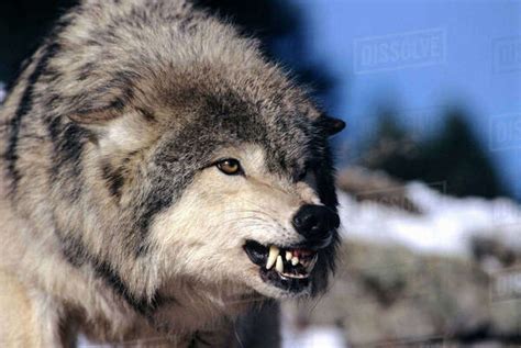 Snarling Gray or Timber Wolf(Canis Lupus), Captive. - Stock Photo ...