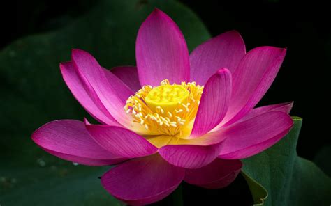 Pink Lotus wallpaper | 1280x800 | #23388