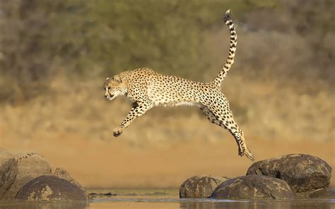 Animals Running Or Jumping - 1600x1000 Wallpaper - teahub.io