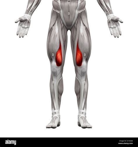 Vastus Medialis Muscle - Anatomy Muscles isolated on white - 3D ...