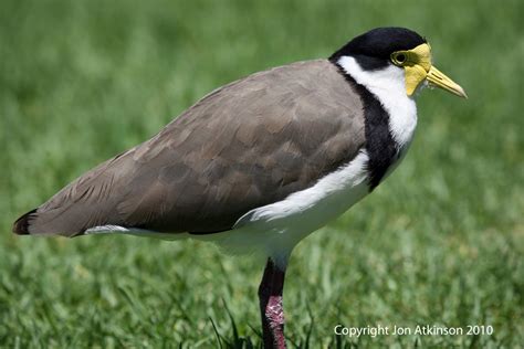 Australian Birds; Australian Water Birds