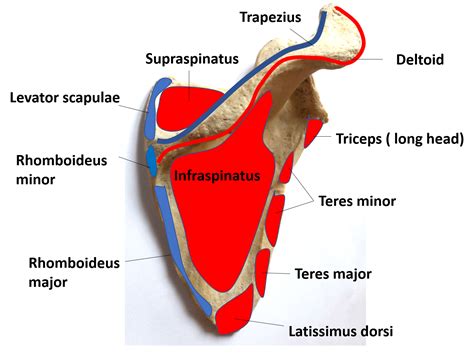 Scapula Muscle Anatomy