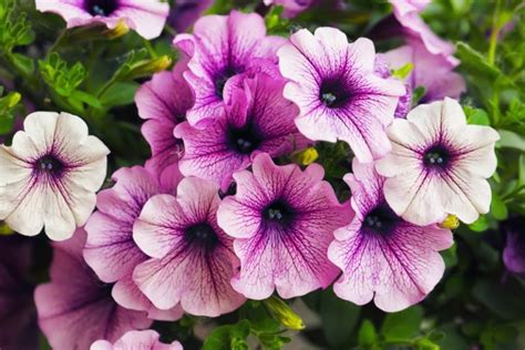 Tips on Growing Beautiful Petunias - Garden Lovers Club