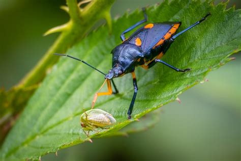 Types of Stink Bugs: Field Guide (Names & Photos) - Outforia