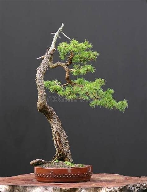 White Spruce Bonsai | Picea Glauca