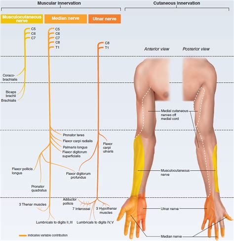 Brachial Plexus Injury - At Birth, Causes, Symptoms & Treatment