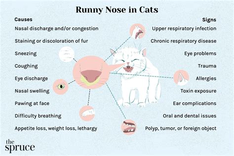 Nourse Cat Ammonia Cat Nose Branch Lysine Cat Amine Cat Sneezing Tears ...