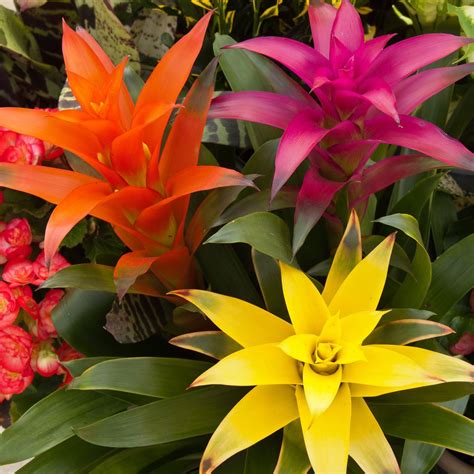 The 4 Best Bromeliads for Indoors