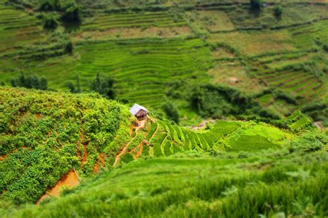 Vietnam,sapa,rice field,green,free pictures - free image from needpix.com