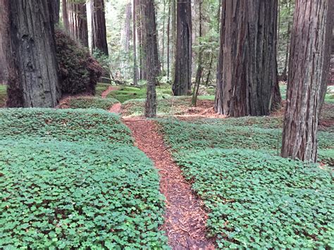 A Walk Through a Redwood Forest | Destination Tree