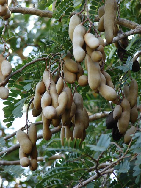 Tamarindus indica (Bwemba) – Wells for Zoë