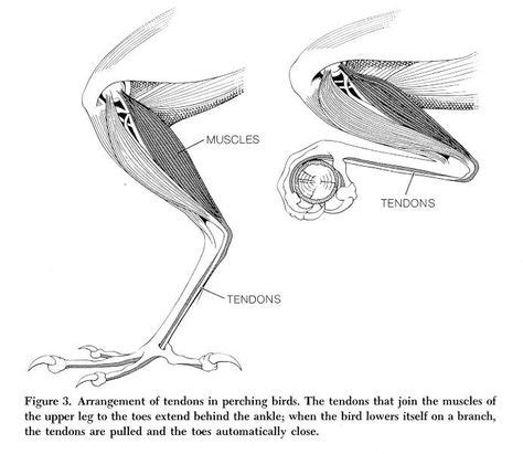 raptor anatomy - Google Search | Anatomy drawing, Anatomy, Bird