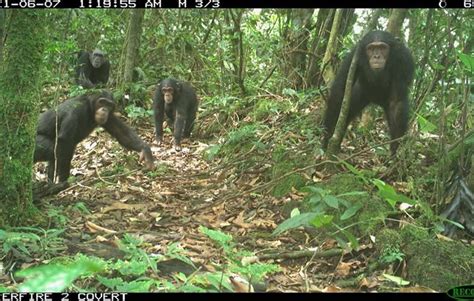 Camera trap images reveal haven for rare primates and other wildlife