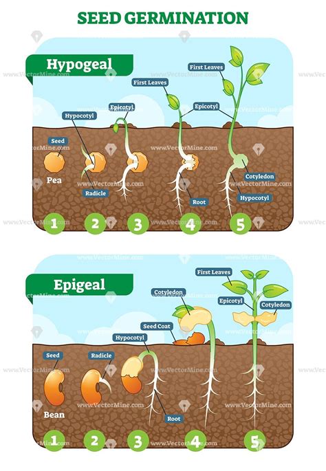 Seed germination cross section vector illustration in stages ...