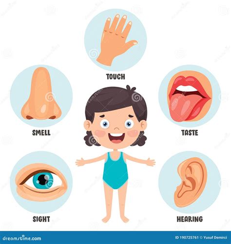 Five Senses Concept with Human Organs Stock Vector - Illustration of ...