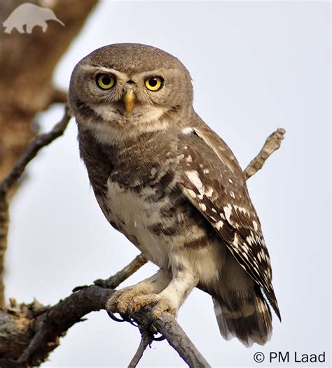 Forest Owlet | Heteroglaux blewitti