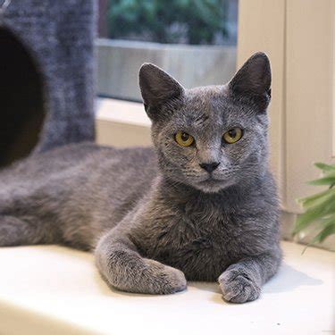 Best Russian Blue Cat Breeders - Cat Kingpin