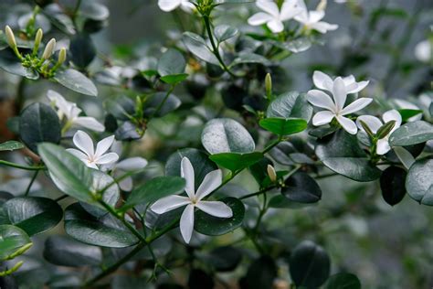 Buxus sempervirens flowers cyme - fecolmanager