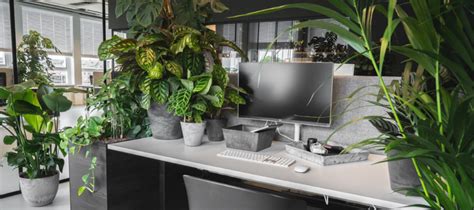 Office Cubicle Plants