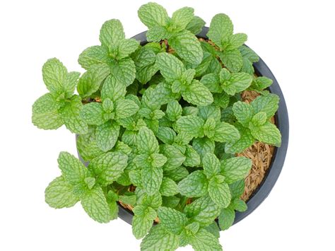 Indoor Peppermint Plant Care – How To Grow Peppermint Inside