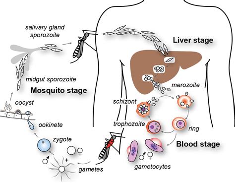 Explain life cycle of Plasmodium with diagr toppr.com