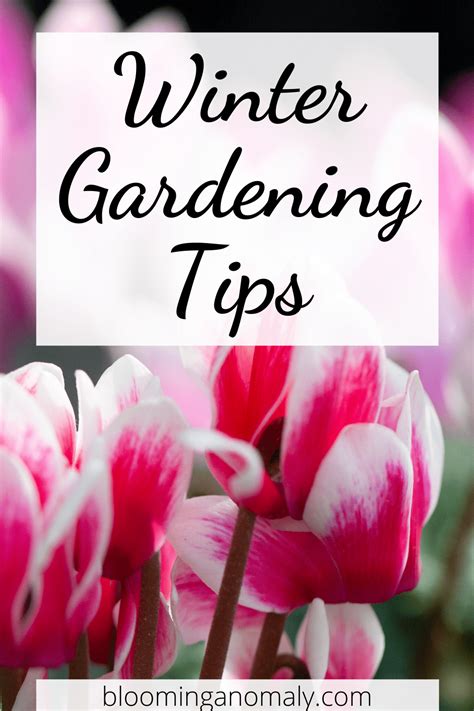 Delightful Winter Gardening Tips: Southern California Flowers