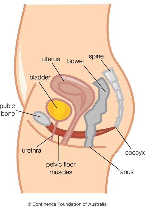 The hypertonic pelvic floor · Pelvic Floor First