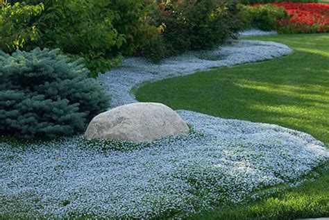 Grass Alternatives: 12 Low-Maintenance Lawn Replacements | Almanac.com