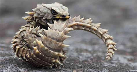 Meet The Armadillo Lizard: Planet Earth's Real-Life Mini-Dragon