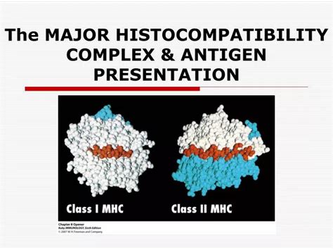 PPT - The MAJOR HISTOCOMPATIBILITY COMPLEX & ANTIGEN PRESENTATION ...