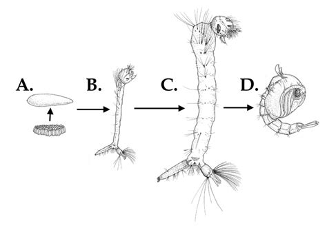 Illustrations of life stages of Culex quinquefasciatus by Joe MacGown