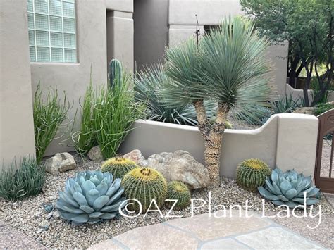 Got Heat-Stressed Plants? - Desert Gardening 101