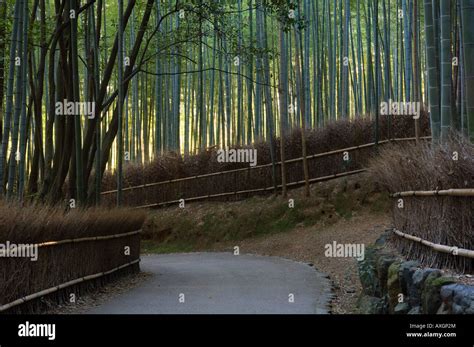 Bamboo Forest, Sagano, Kyoto, Japan Stock Photo - Alamy