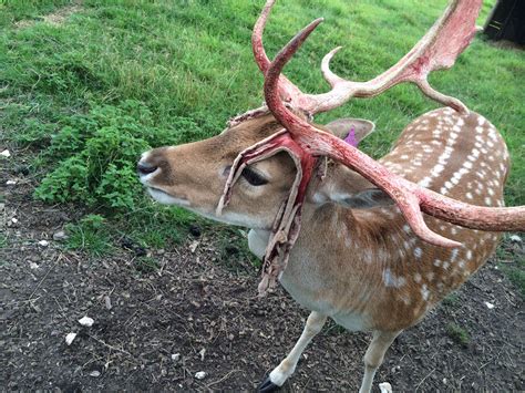 Shedding his Velvet! New antlers grown between 28th April and 20th ...