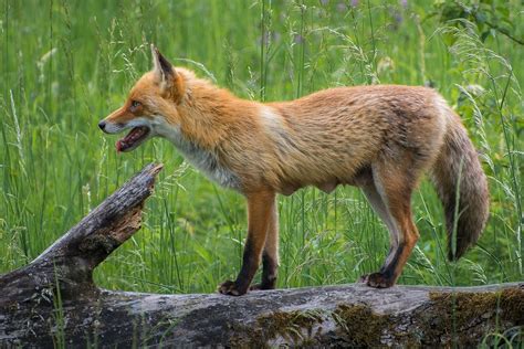 Signs of Foxes in Your Garden | Fantastic Pest Control