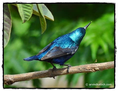 Indian Birds Photography and Details : Purple Sunbird Pictures and ...