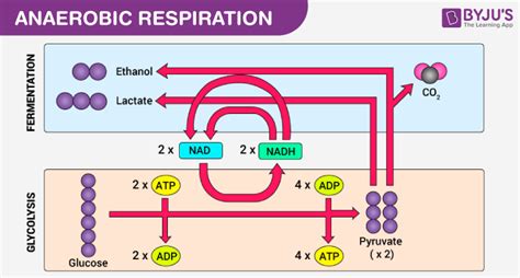 Aerobic And Anaerobic Respiration - Major Differences