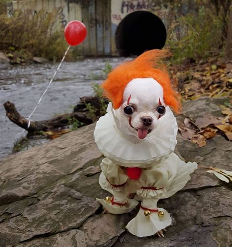 Scary dog will scare you this halloween : r/aww